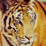 Ceylin