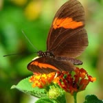Aynur