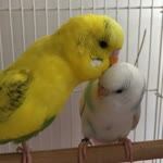 Limon