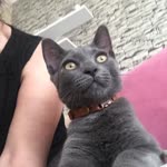 Hülya