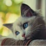 Elif