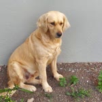 Goldenretriever
