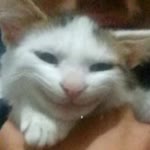 Koray