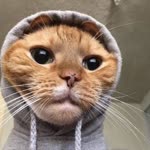 Feraye