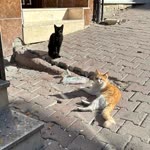 Betül