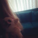Rabia