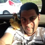 Ali