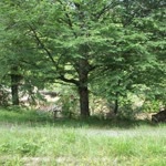 Cemre