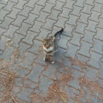 Emine
