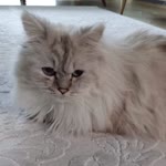 Enes