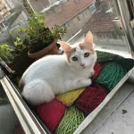 Mücahit