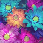 Yasemin