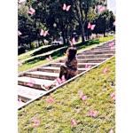Merve
