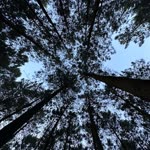 Naser
