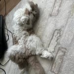 Ali