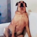 Kaan