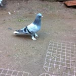 Cihan