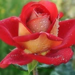 Dilek