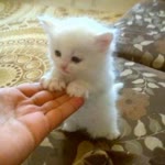 Bahar