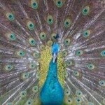 Dilek