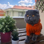 Özge