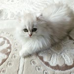 Hasan