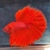 profile-icon