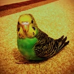 Merve