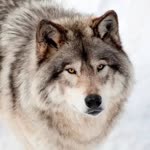 Sibel