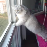 Merve