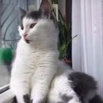 Sibel