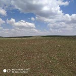 Doğan