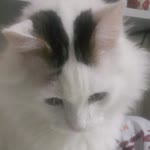 Rüya