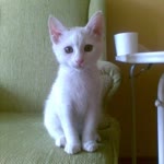 Elif
