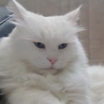 Aycan
