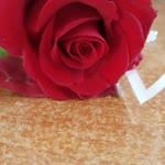 Damla