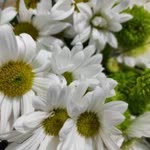 H. Toprak