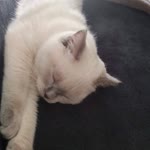 Tolga