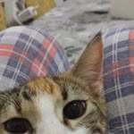 Nur