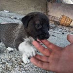 Mutlu