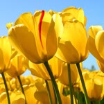 Meryem