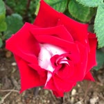 Dilek