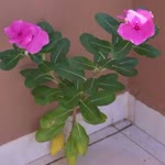 Osman