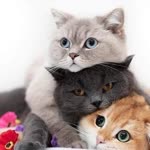 Serpil