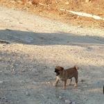 Selim