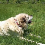 Sibel