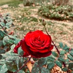 Profil fotoğrafı