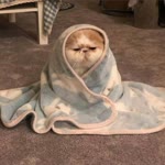 Betül