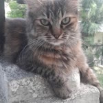 Fatih
