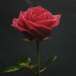 Umut